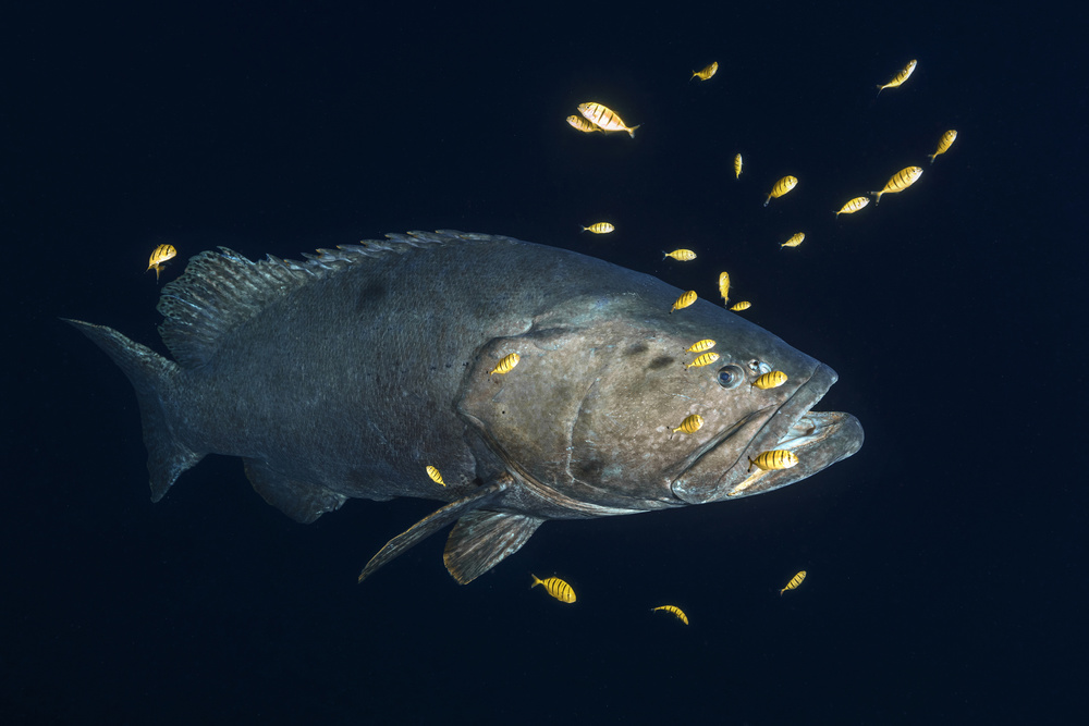 Giant grouper von Barathieu Gabriel