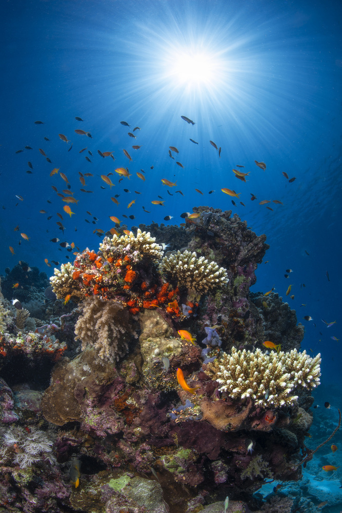 Reef and sunshine von Barathieu Gabriel