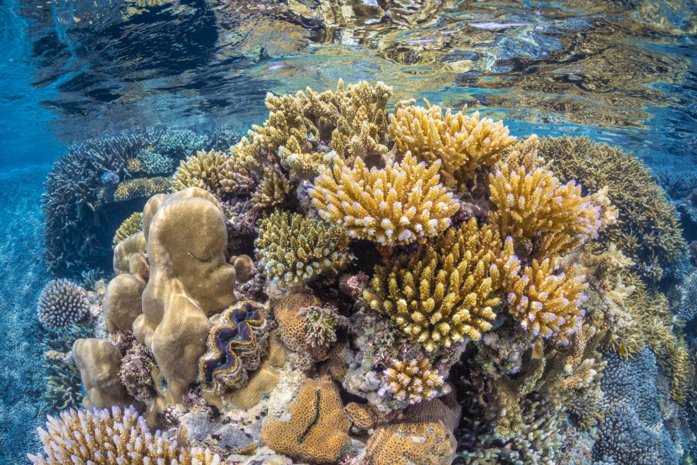 Reef of Mayotte von Barathieu Gabriel