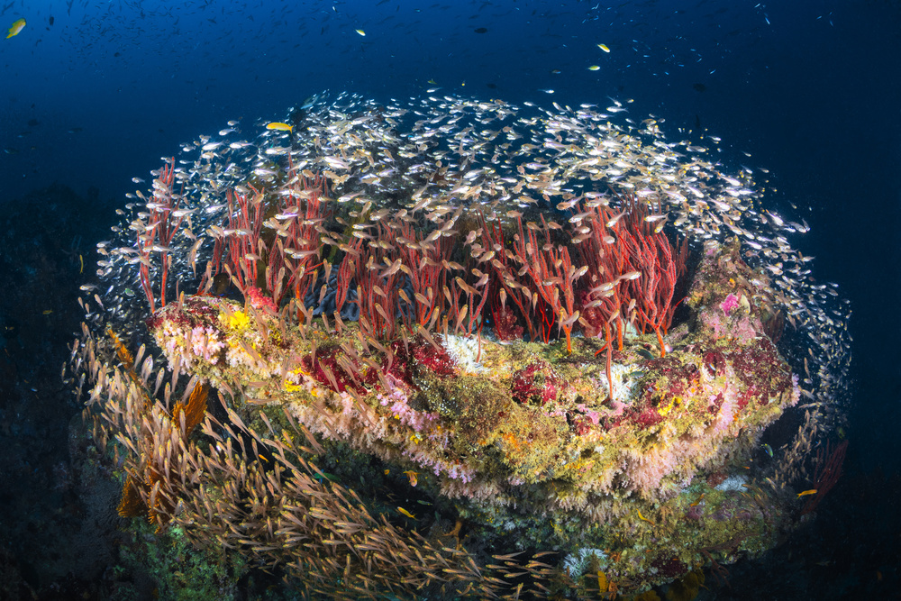 Reefscape of Tachai Pinnacle von Barathieu Gabriel