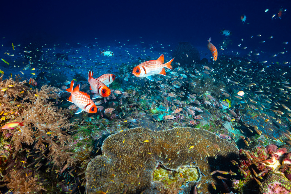 Reef life von Barathieu Gabriel