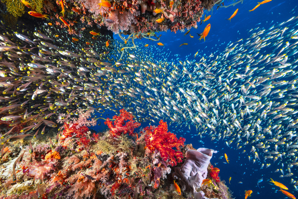 Reef life von Barathieu Gabriel