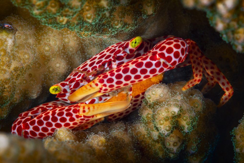 Red Spotted Guard Crab von Barathieu Gabriel