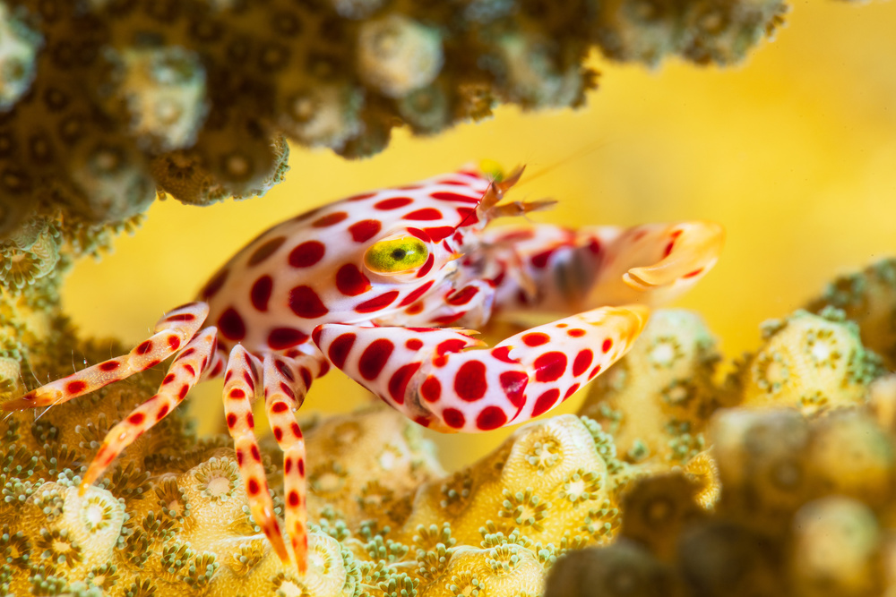 Red -Spotted Guard Crab von Barathieu Gabriel