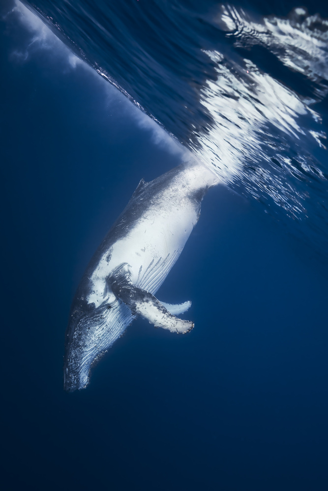 Reversing: Humpback Whale von Barathieu Gabriel