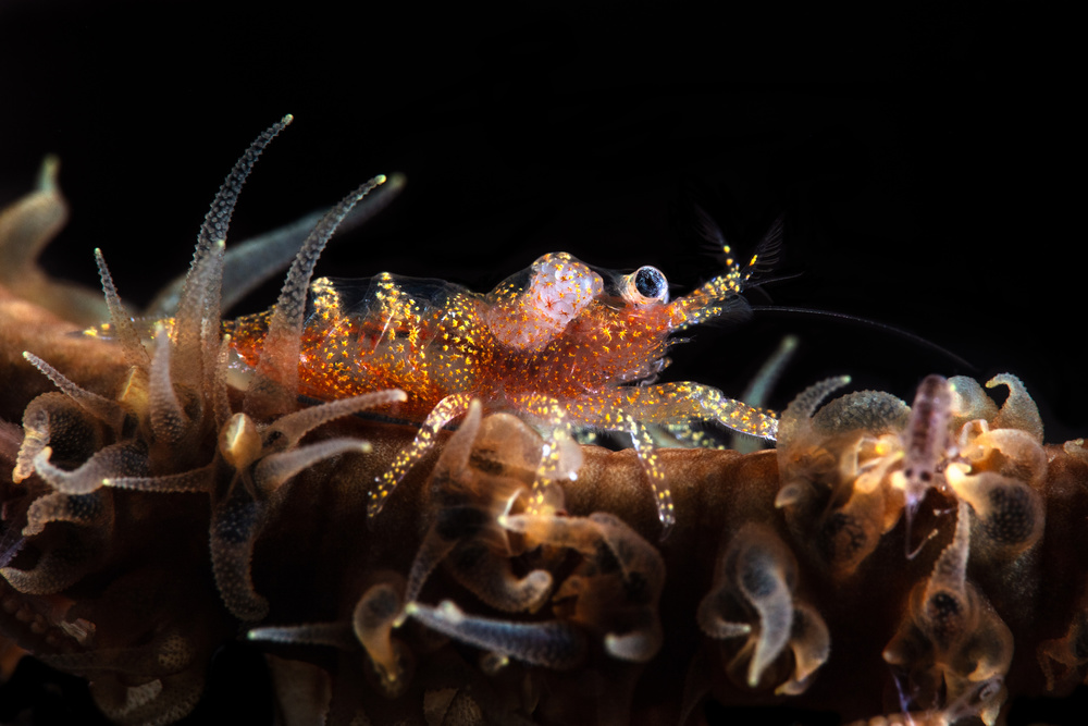 Zanzibar whip coral shrimp von Barathieu Gabriel