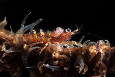 Zanzibar whip coral shrimp