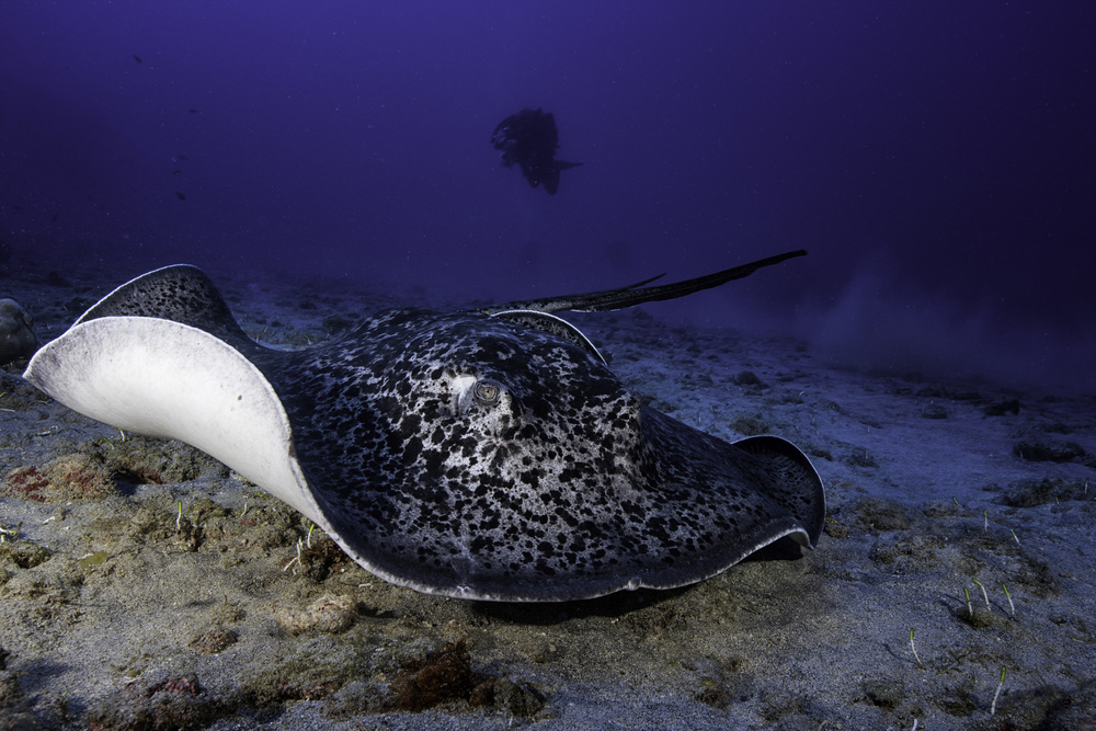 Black-blotched stingray von Barathieu Gabriel