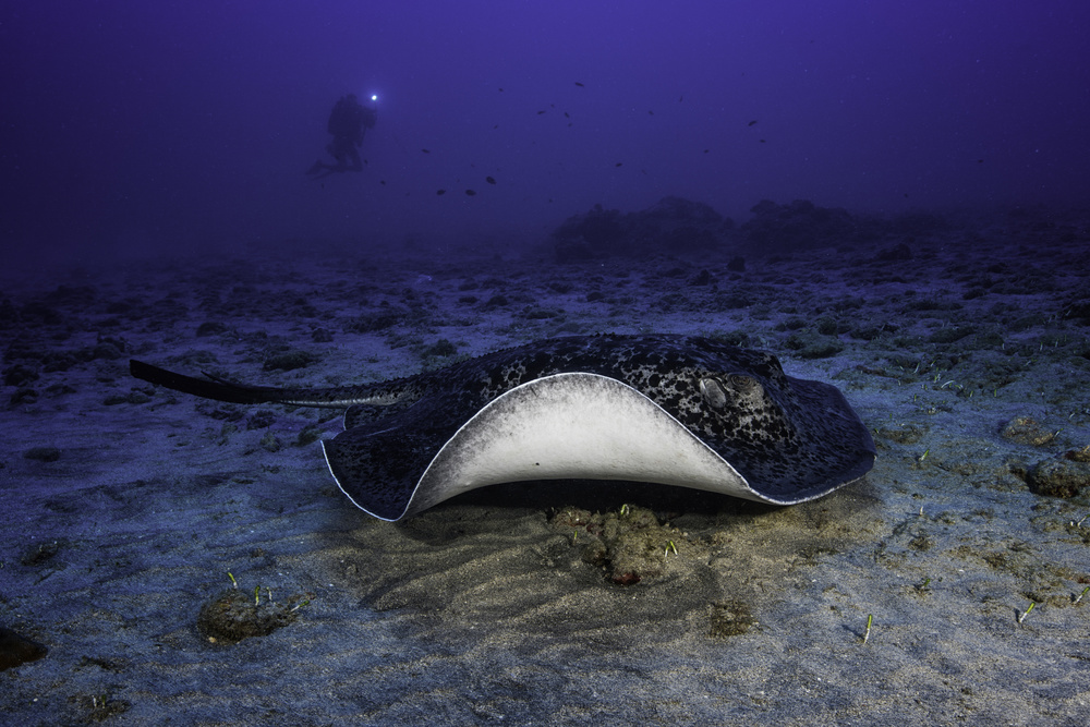 Black-blotched stingray von Barathieu Gabriel