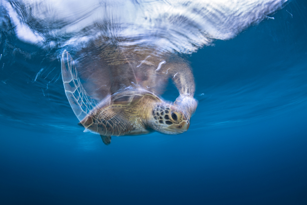 Swimming Green Turtle von Barathieu Gabriel