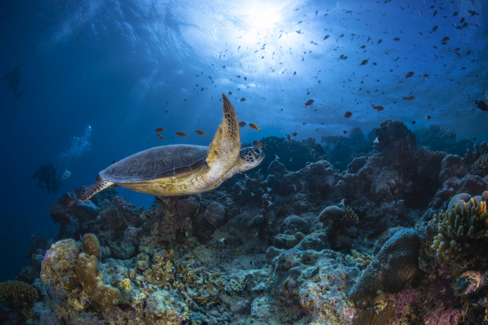 Sunlight and green turtle von Barathieu Gabriel