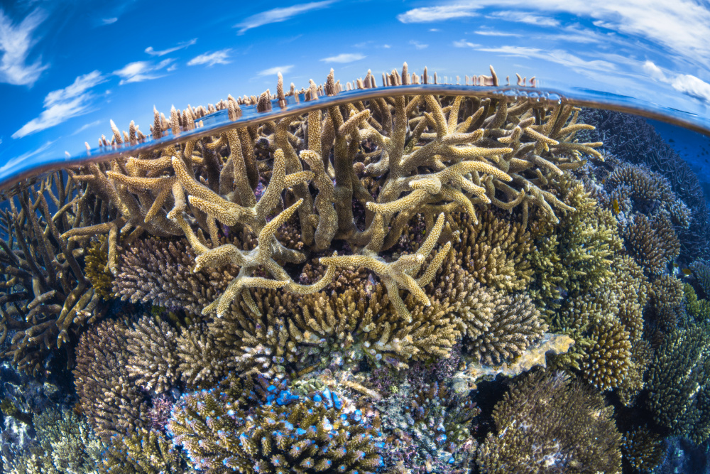 Split level with coral reef von Barathieu Gabriel