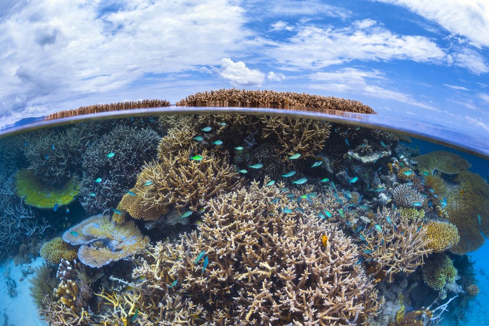 Split level from Mayotte reef von Barathieu Gabriel