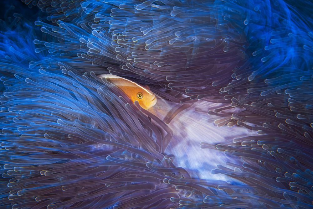 Skunk clownfish von Barathieu Gabriel