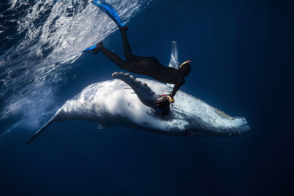 Dancing with whale von Barathieu Gabriel