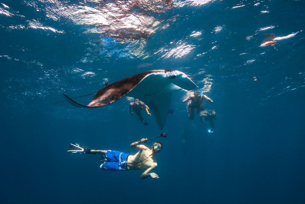 Dive with Manta Ray von Barathieu Gabriel