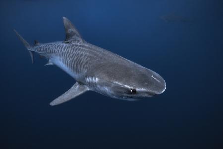 Tiger Shark