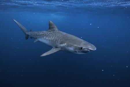 Tiger shark