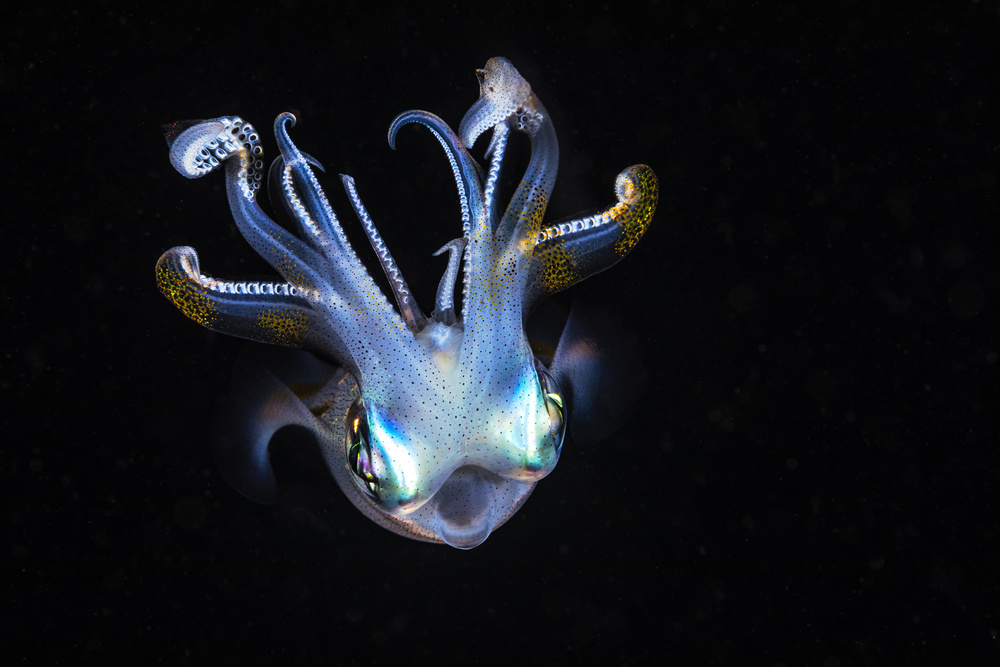 Squid like a ghost von Barathieu Gabriel