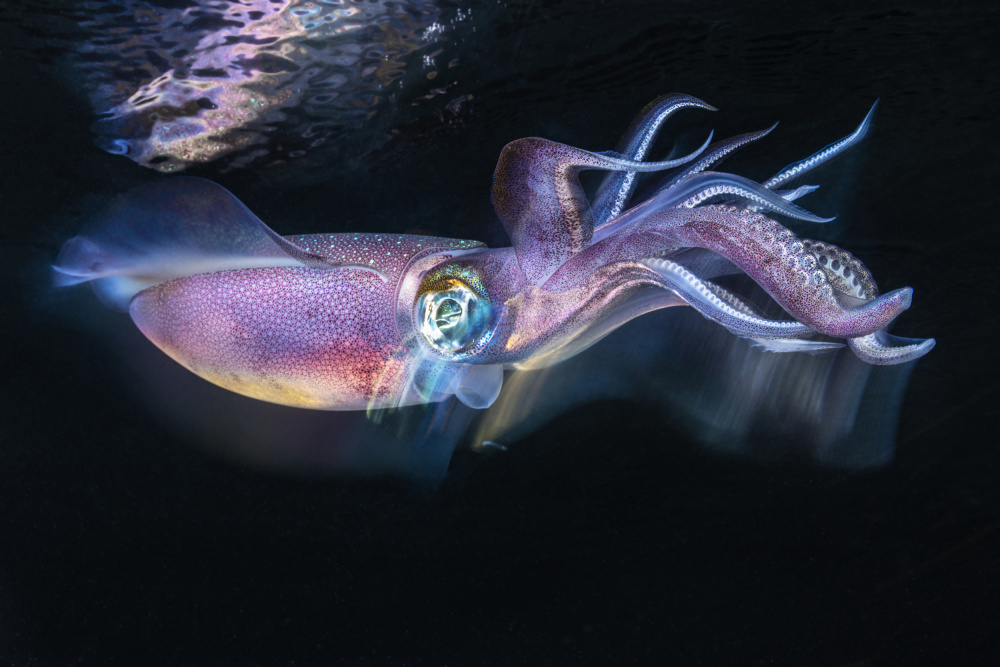 Flow of Squid von Barathieu Gabriel