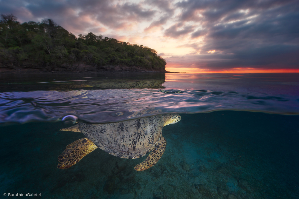 Over the surface - Sea Turtle von Barathieu Gabriel