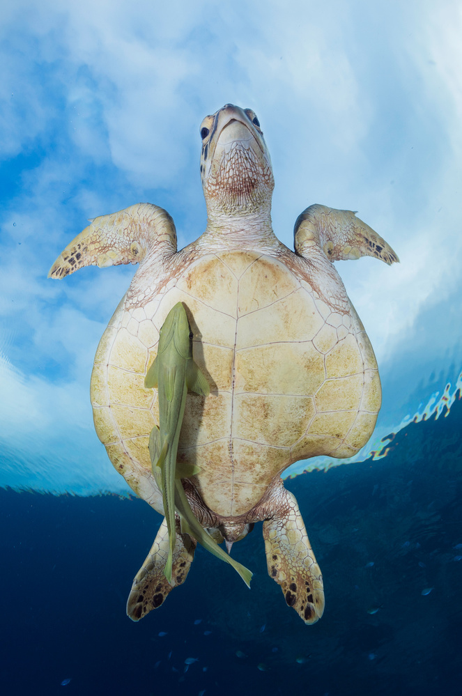 Green Sea turtle survivor von Barathieu Gabriel