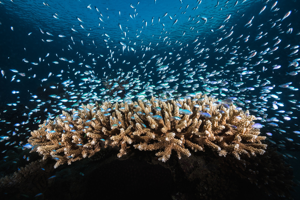 Underwater Life von Barathieu Gabriel