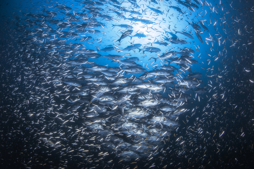 Underwater life of Tachai von Barathieu Gabriel