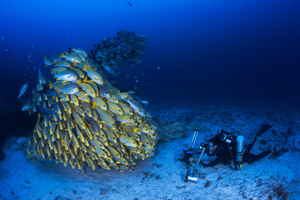 Face to face with diagonal-banded sweetlips von Barathieu Gabriel