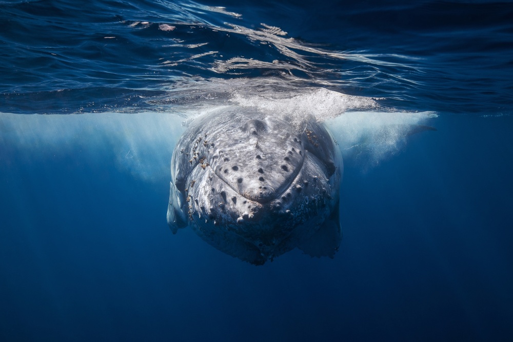 Face to face with Humpback whale von Barathieu Gabriel