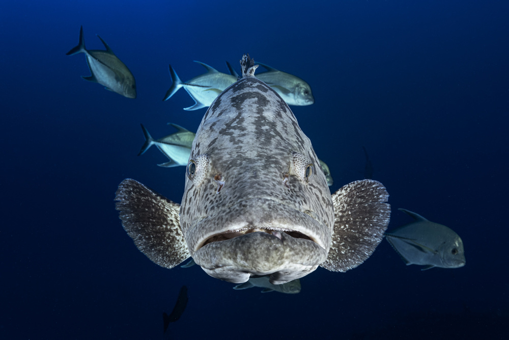 Face to face with a potato grouper von Barathieu Gabriel