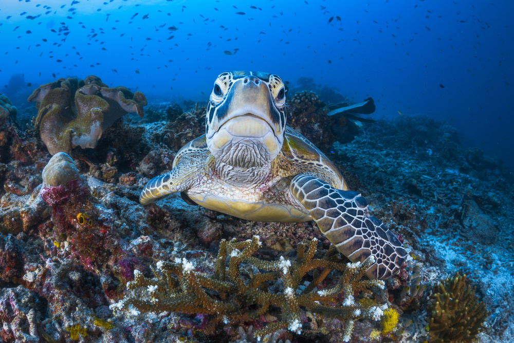 Face to face with a green turtle von Barathieu Gabriel