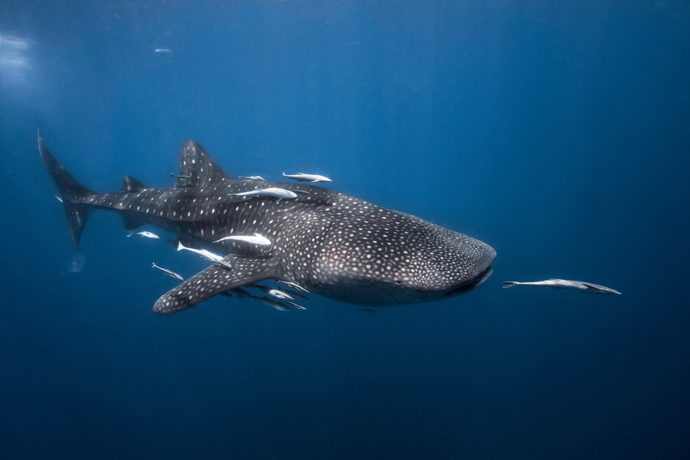 Whale shark von Barathieu Gabriel