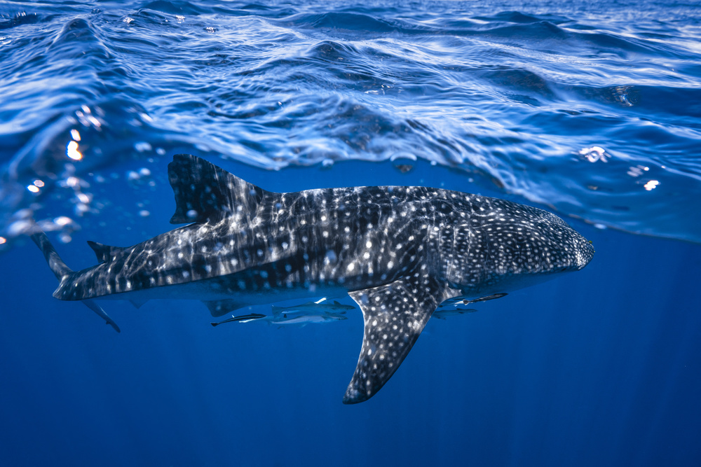 Whale shark : The biggest fish of the world von Barathieu Gabriel