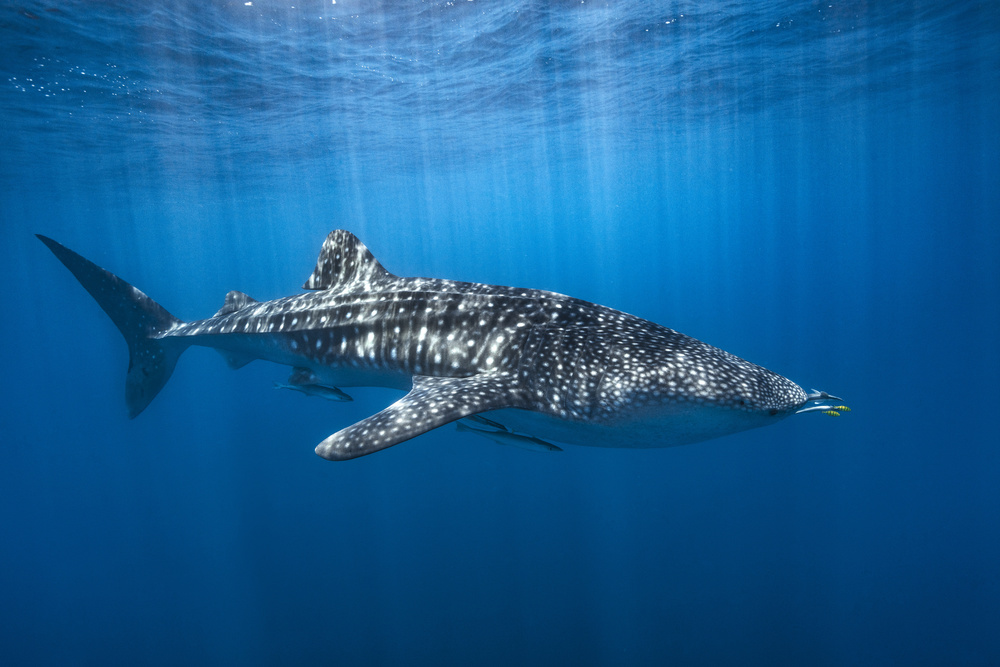 Whale shark in the blue von Barathieu Gabriel