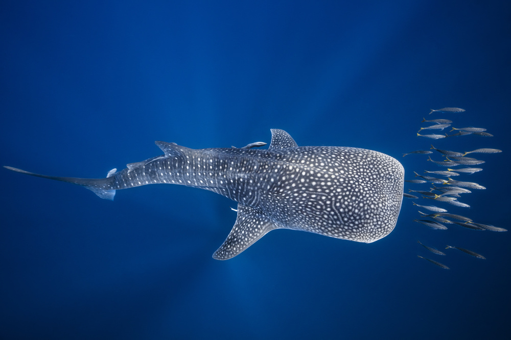 Whale shark and Tuna shoal von Barathieu Gabriel