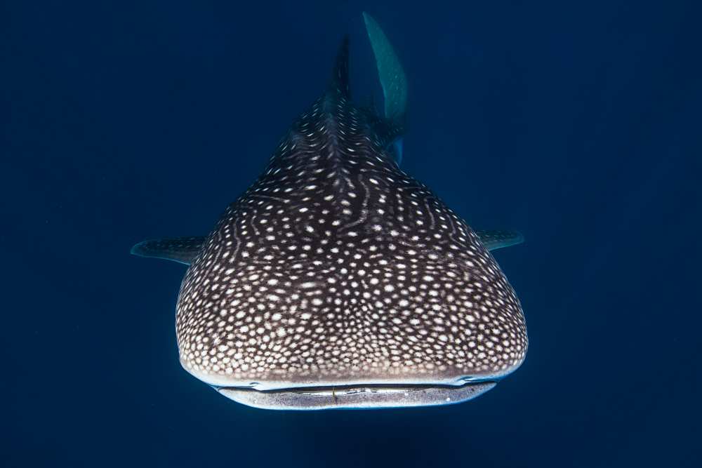 Whale Shark von Barathieu Gabriel