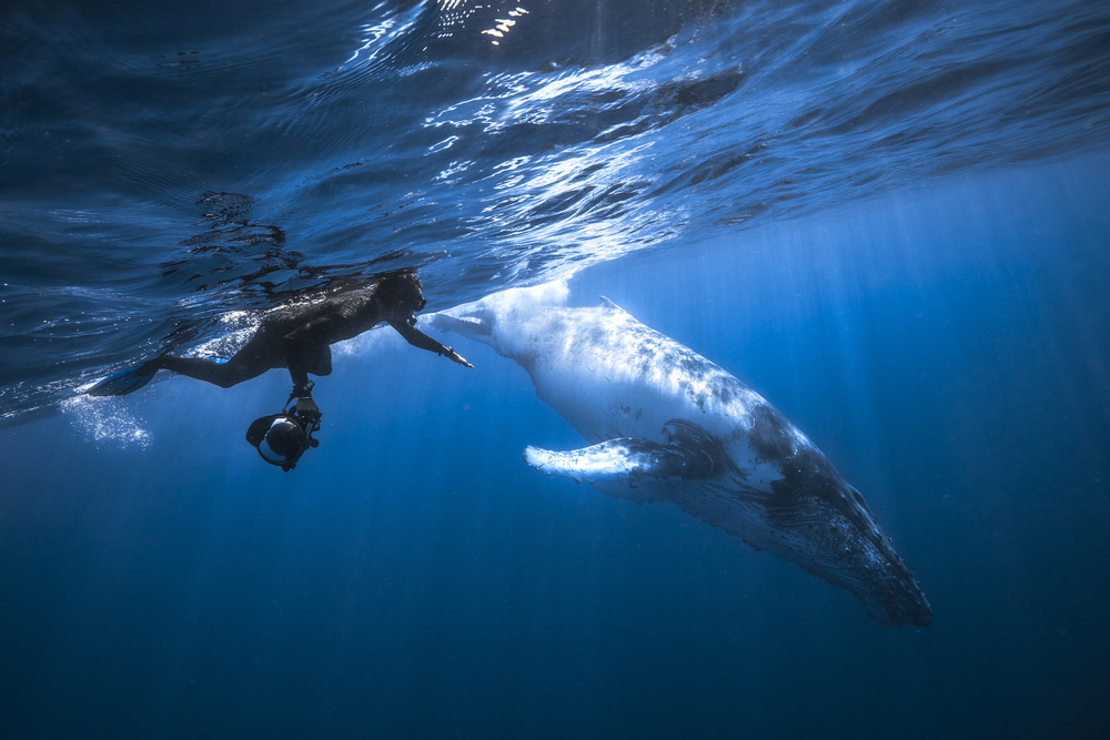 Yann &amp; Whale von Barathieu Gabriel