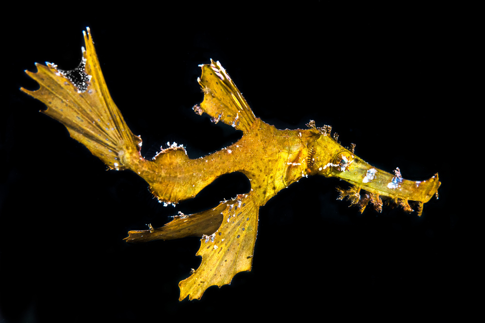 Delicate ghost pipefish von Barathieu Gabriel