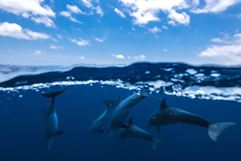 Between air and water with the dolphins von Barathieu Gabriel