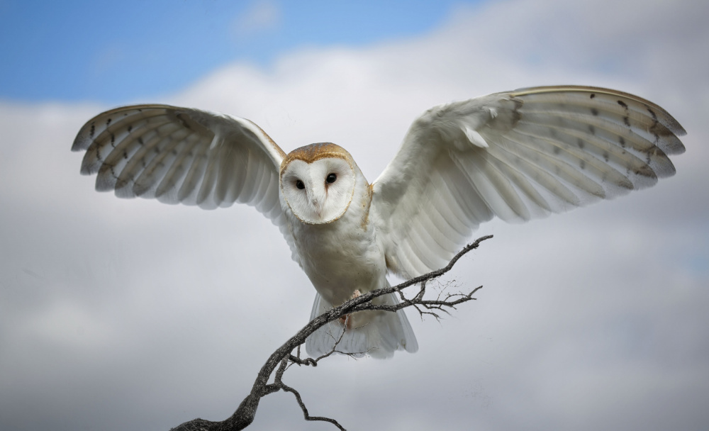 Snowy Owl von Barbara A. Fletcher