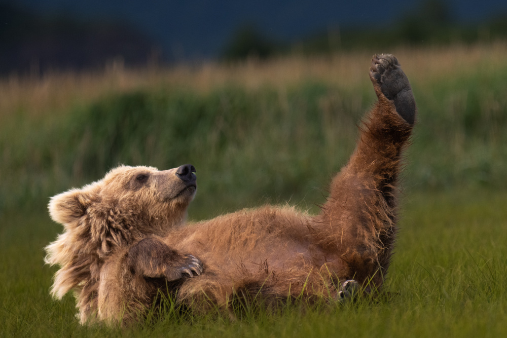 Pedicure anyone? von Barbara Gill