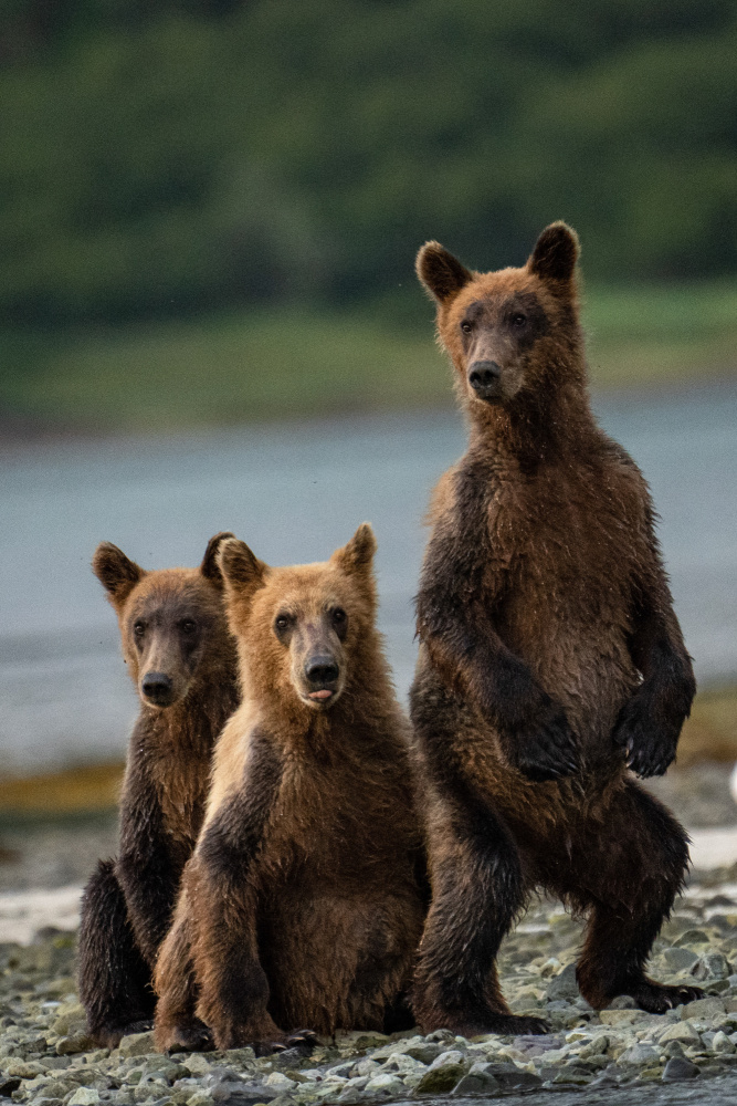 Do you hear something? von Barbara Gill