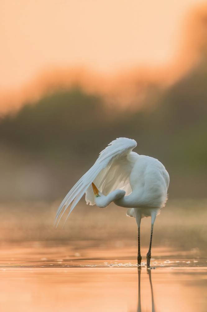 Harmony von Barbora Gábrišová