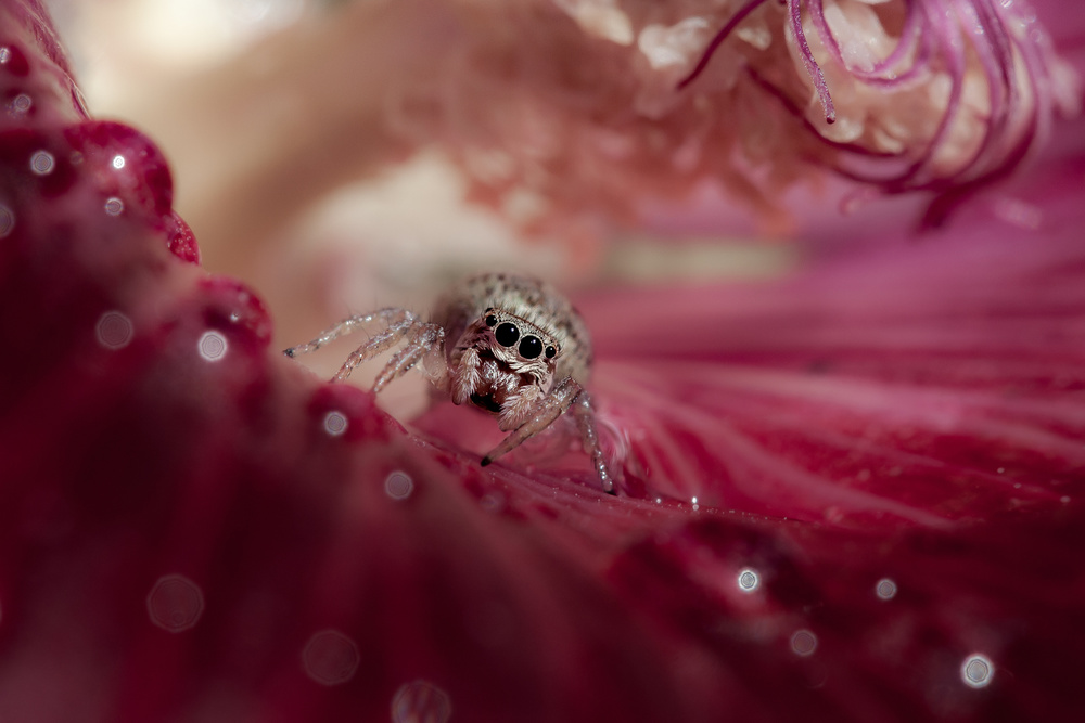 The Crimson Queen von Barré Thierry