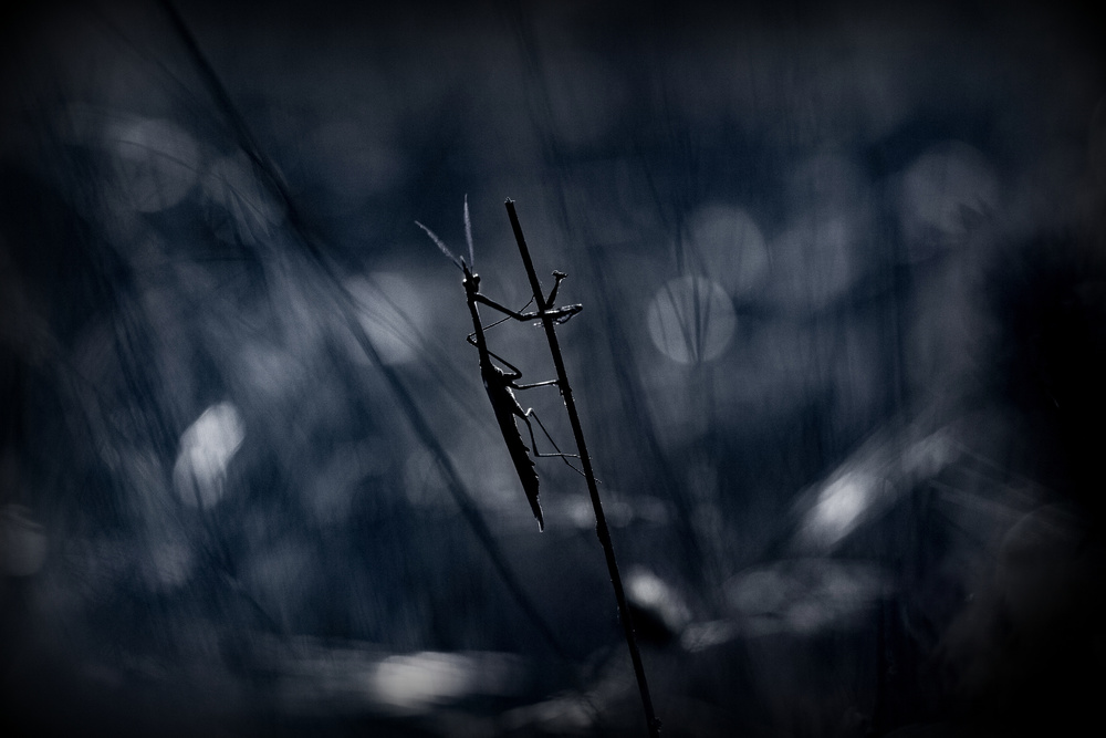 A darker shade of pole... von Barré Thierry