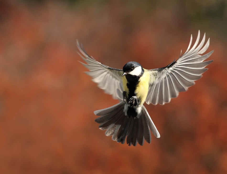 Fly von Barré Thierry