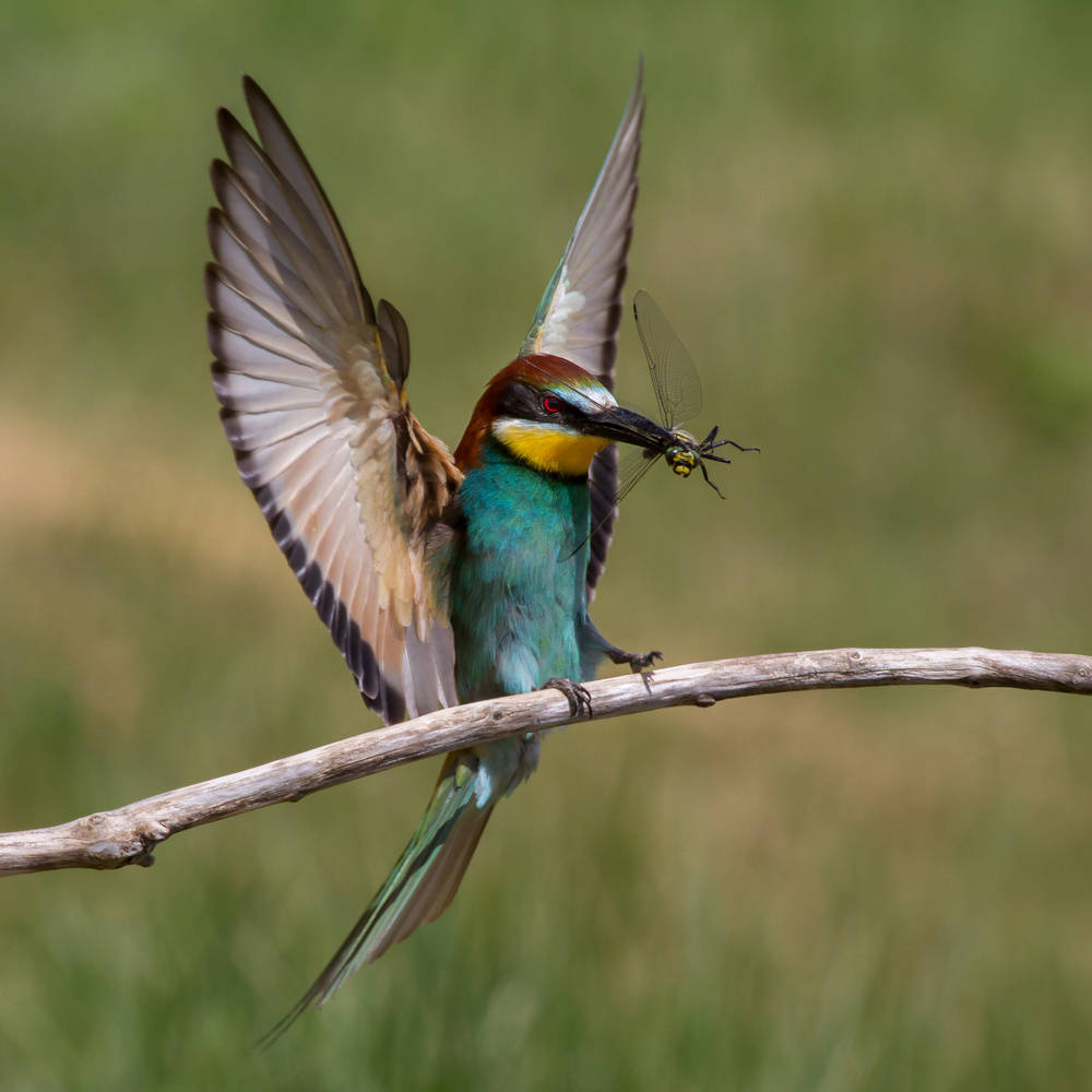 Wings up ! von Barré Thierry