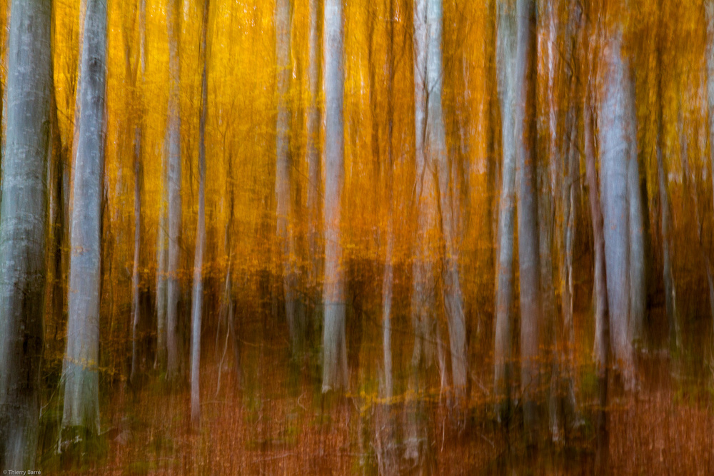 Feel of autumn ... von Barré Thierry