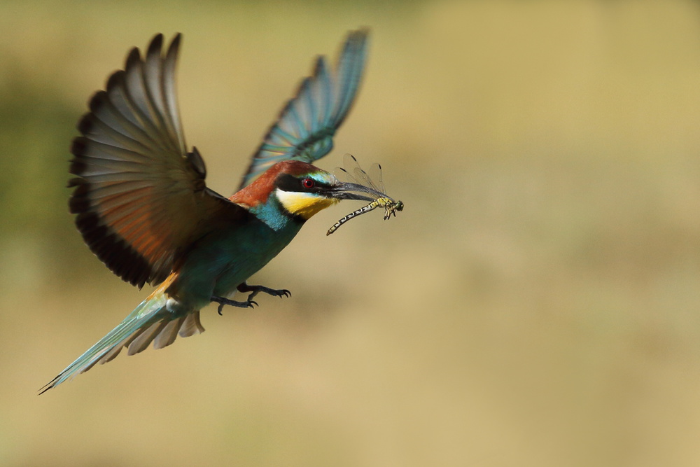 Dragonfly and bee-eater von Barré Thierry